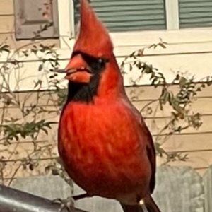 Meet your Posher, Edmi